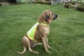 Refleksvest til hund